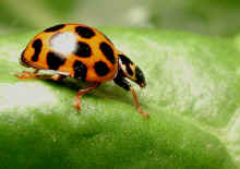 Lady Beetle - DSCN8704 - sml.jpg (115782 bytes)
