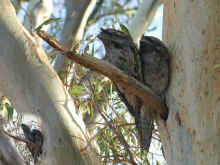 Tawny Frogmouths.jpg (62865 bytes)