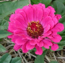 Zinnea_Pink_Flower_DSCN5828_sml.jpg (183776 bytes)