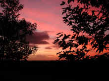 Trees in silhouette at sunset - DSCN0137.JPG (85112 bytes)