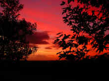 Trees in silhouette at sunset +28 Sat - DSCN0137.JPG (81183 bytes)